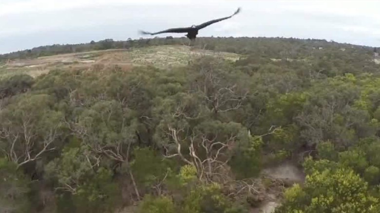Eagle knocks drone out of sky